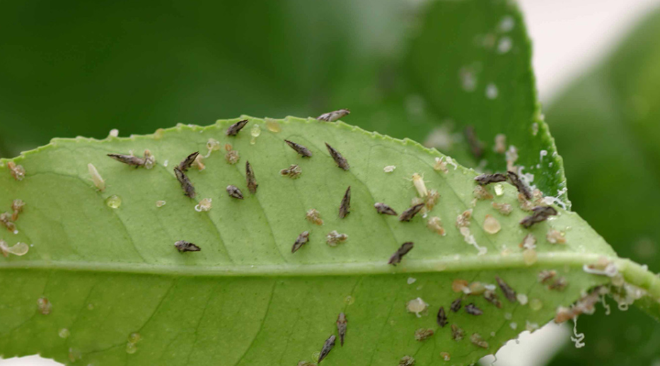 pests on a leaf